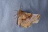 Selenia lunularia